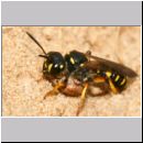 Cerceris arenaria - Grabwespe 01g 12mm mit Ruesselkaefer.jpg